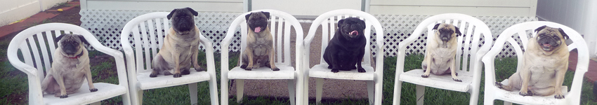 pugs in chairs